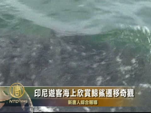 印尼遊客海上欣賞鯨鯊遷移奇觀