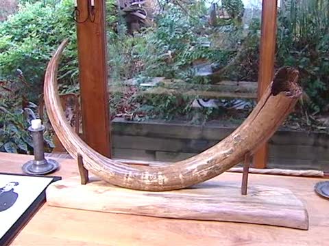 收藏家的猛獁象牙