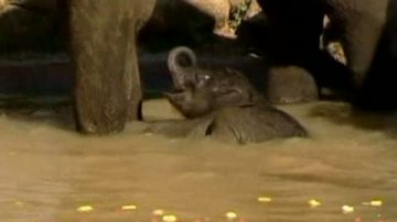 墨爾本動物園新生小象媒體前亮相