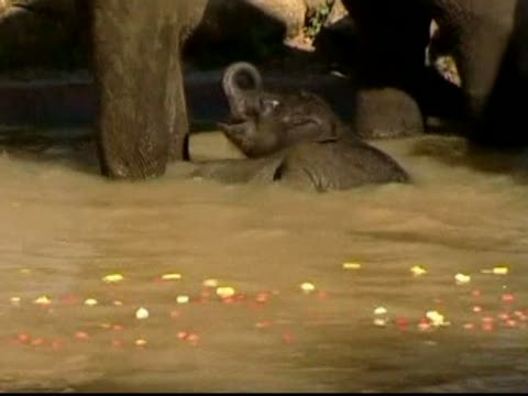 墨爾本動物園新生小象媒體前亮相