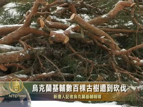 烏克蘭基輔數百棵古樹遭到砍伐