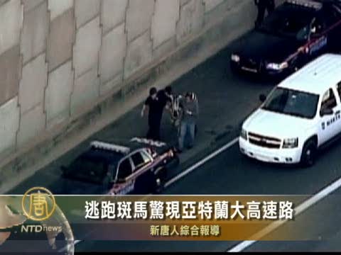 逃跑斑馬驚現亞特蘭大