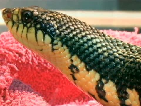 卡爾加里動物園蛇兄妹失蹤
