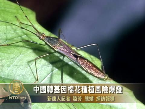 中國轉基因棉花種植風險爆發