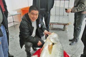 溫州老闆345萬買140多斤黃唇魚