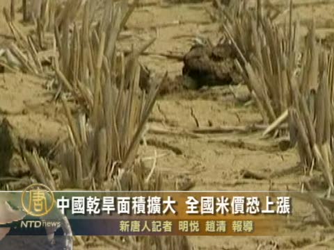 中國乾旱面積擴大 全國米價恐上漲