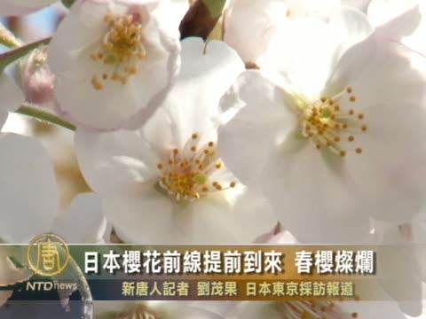 日本櫻花前線提前到來  春櫻燦爛