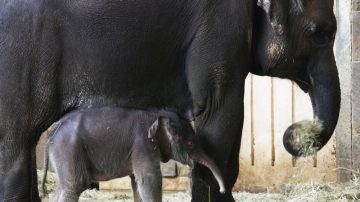 組圖：柏林動物園迎來新生亞洲小象