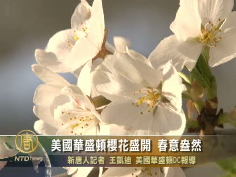 華盛頓DC櫻花盛開