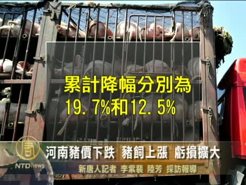 河南豬價下跌 豬飼上漲 虧損擴大