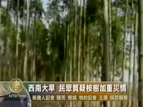 中國西南大旱 民眾質疑桉樹加重災情