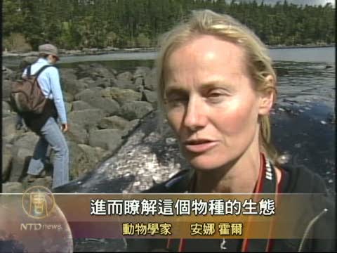 溫哥華海岸現九米鯨屍死因待查