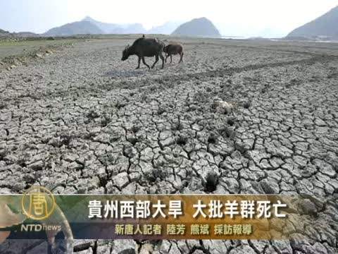 貴州西部大旱 大批羊群死亡