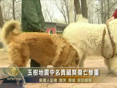 玉樹地震中名貴藏獒傷亡慘重