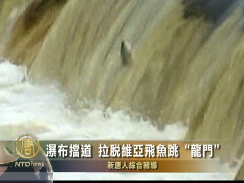 瀑布擋道  拉脫維亞飛魚跳「龍門」