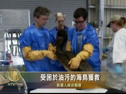 受困於油污的海鳥獲救