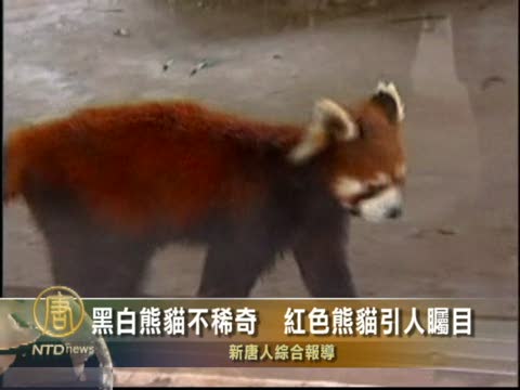 黑白熊貓不稀奇  紅色熊貓引人矚目