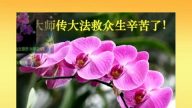 中國民眾恭賀李洪志先生華誕