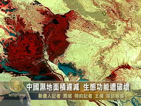 中國濕地面積遽減 生態功能遭破壞