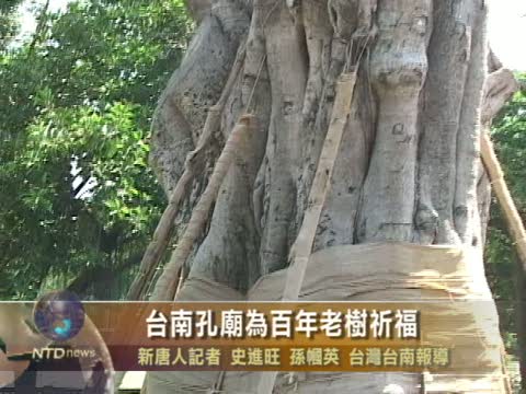 臺南孔廟為百年老樹祈福
