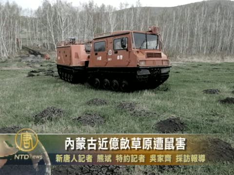內蒙古近億畝草原遭鼠害