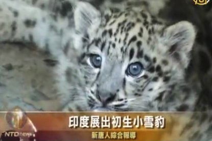 印度展出初生小雪豹