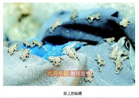 成都再現萬隻蟾蜍遊街