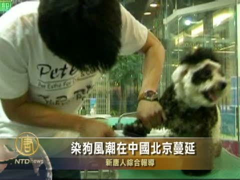 染狗風潮在中國北京蔓延