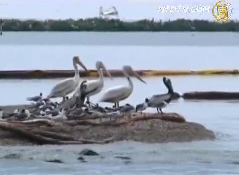 世界海洋日 墨西哥灣漏油污染成焦點