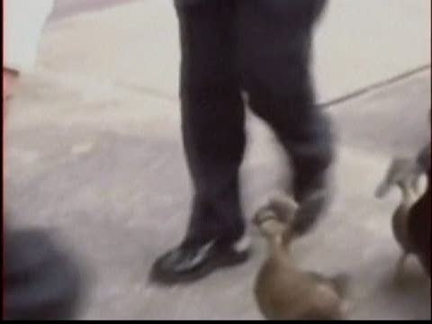 美國休斯頓鴨子苦鍛練做警察夢