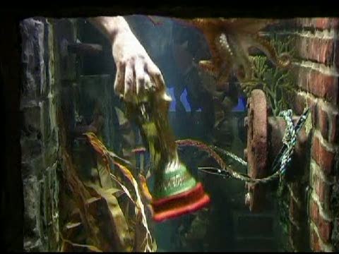 章魚保羅預測精準獲得「世界杯」