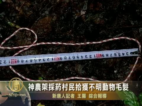 神農架採藥村民拾獲不明動物毛髮