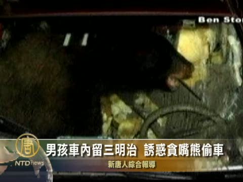 男孩車內留三明治  誘惑貪嘴熊偷車