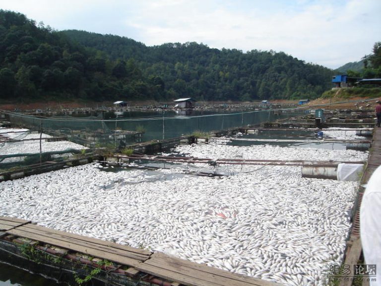 中國紫金礦業污染瞞報9天 380萬斤魚死