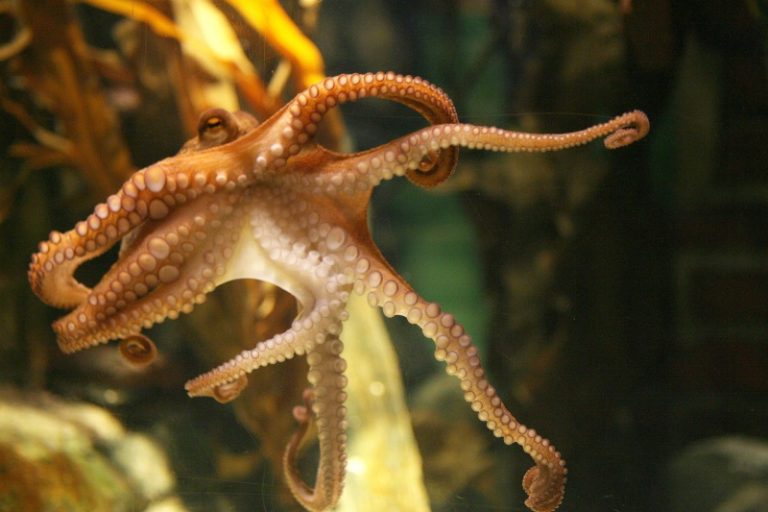 德水族館拒賣 章魚保羅不去西班牙