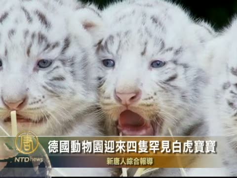 德國動物園迎來四隻罕見白虎寶寶