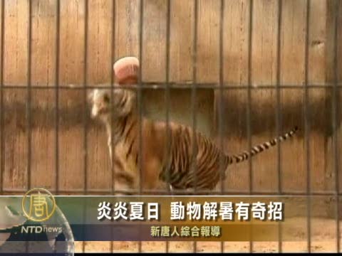 炎炎夏日 動物解暑有奇招