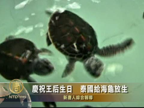 慶祝王后生日  泰國給海龜放生
