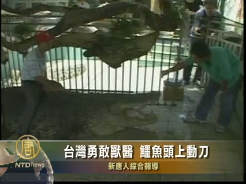 台灣勇敢獸醫 鱷魚頭上動刀