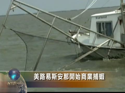 美路易斯安那開始商業捕蝦