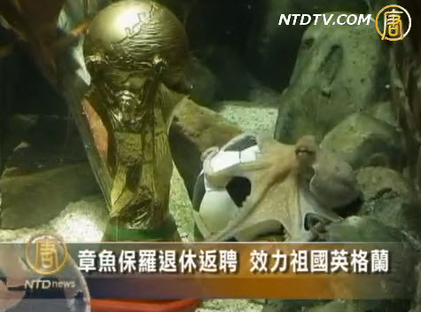 章魚保羅退休返聘 效力祖國英格蘭