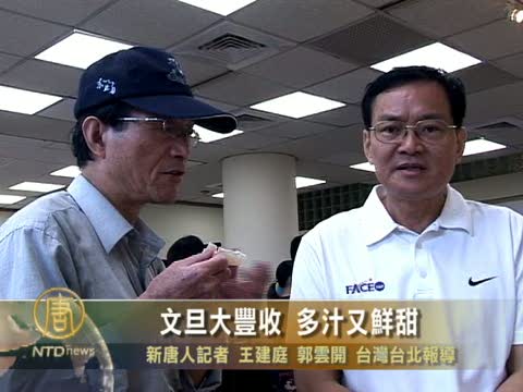 文旦大豐收 多汁又鮮甜