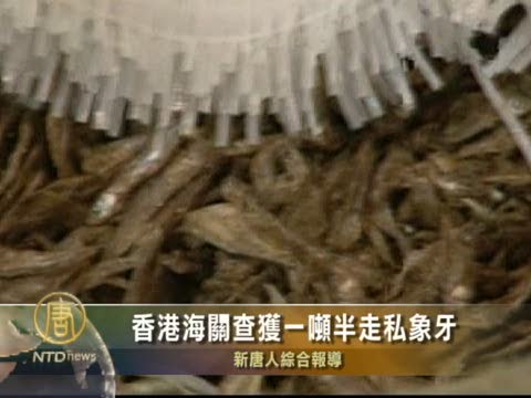 香港海關查獲一噸半走私象牙