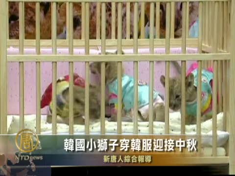 韓國小獅子穿韓服迎接中秋