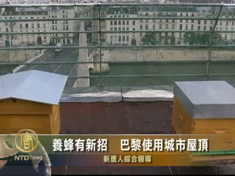 養蜂有新招  巴黎使用城市屋頂