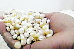 【禁聞】烏鴉成鳳凰  貝殼變珍珠粉