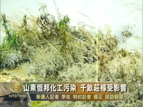 山東恆邦化工污染 千畝莊稼受影響