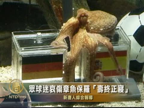 眾球迷哀傷章魚保羅「壽終正寢」