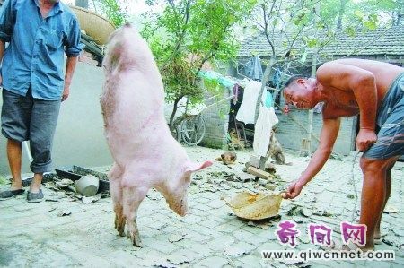 百斤重豬天生僅2條前腿練就倒立走