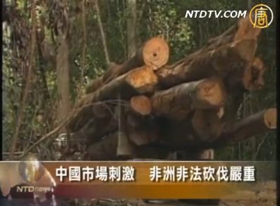中國市場刺激  非洲非法砍伐嚴重